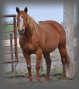 triple_d_performance_horses_website_new003010.jpg